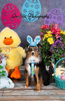Product: www.On-Site Photography Easter Pet Photos March 22, 2015 11-2 at Petz Place 890 N. Estrealla Pkwy, Goodyear, call for appt. 623.327.1600 packages just $18-$35 - On-Site Photography in Look for the BLUE On-Site Photography Sign by the mailbox, and the 19107 on the big Rock! - Buckeye, AZ Excavation Contractors