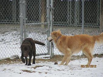 Product - OtterTail Pet Resort in Delmar, DE Pet Boarding & Grooming