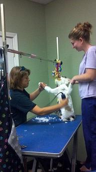 Product - Pampered Pooch Grooming in Lexington, SC Pet Boarding & Grooming