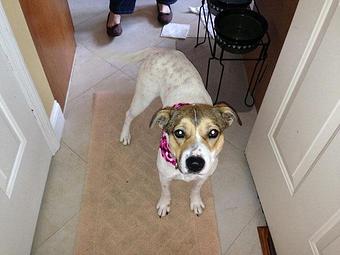 Product - Pampered Pooch Grooming in Lexington, SC Pet Boarding & Grooming