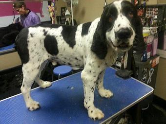 Product - Pampered Pooch Grooming in Lexington, SC Pet Boarding & Grooming