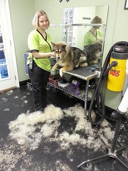 Product - Pampered Pooch Grooming in Lexington, SC Pet Boarding & Grooming