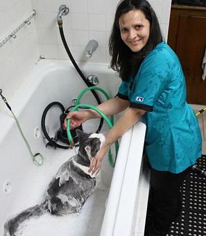 Product - Pawllywood in Union, NJ Pet Care Services