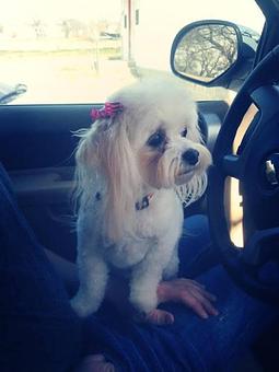 Product - Paws & Claws Boutique in Azle, TX Pet Boarding & Grooming