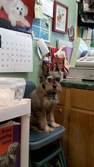 Product - Paws & Claws Boutique in Azle, TX Pet Boarding & Grooming