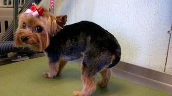 Product - Paws & Claws Boutique in Azle, TX Pet Boarding & Grooming