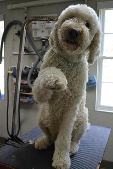 Product - Paws Here Awhile Pet Resort in Georgetown, PA Pet Boarding & Grooming