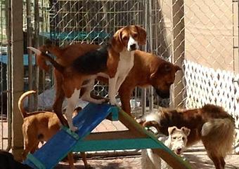 Product - Paws Plaza in Santa Fe, NM Pet Boarding & Grooming