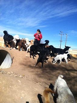 Product - Paws Plaza in Santa Fe, NM Pet Boarding & Grooming