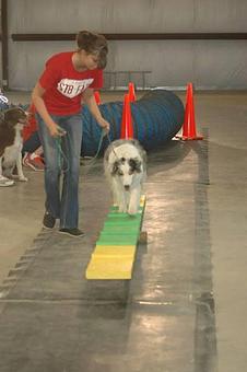 Product - Paws Up in Downtown - Forney, TX Pet Boarding & Grooming