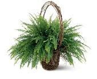 Product - Petals and Leaves in Columbus, OH Shopping & Shopping Services