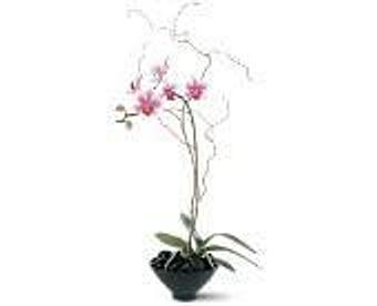 Product - Petals and Leaves in Columbus, OH Shopping & Shopping Services