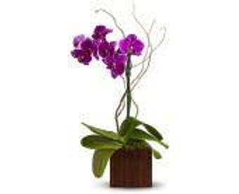 Product - Petals and Leaves in Columbus, OH Shopping & Shopping Services