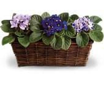 Product - Petals and Leaves in Columbus, OH Shopping & Shopping Services