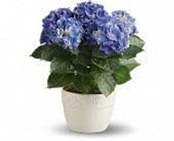 Product - Petals and Leaves in Columbus, OH Shopping & Shopping Services