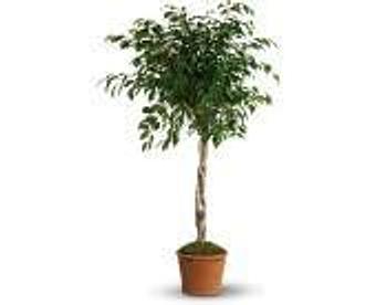 Product - Petals and Leaves in Columbus, OH Shopping & Shopping Services