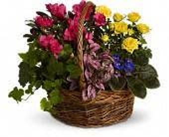 Product - Petals and Leaves in Columbus, OH Shopping & Shopping Services