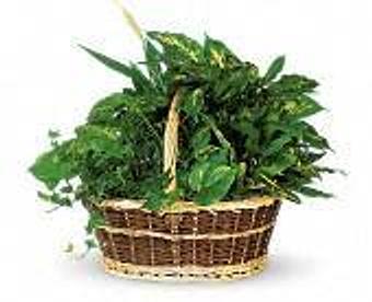 Product - Petals and Leaves in Columbus, OH Shopping & Shopping Services