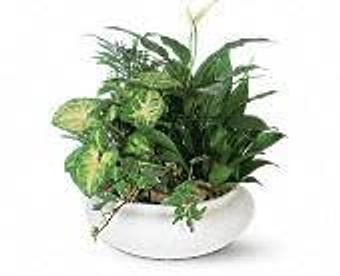 Product - Petals and Leaves in Columbus, OH Shopping & Shopping Services