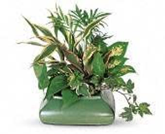 Product - Petals and Leaves in Columbus, OH Shopping & Shopping Services