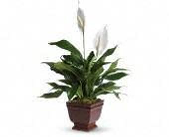 Product - Petals and Leaves in Columbus, OH Shopping & Shopping Services