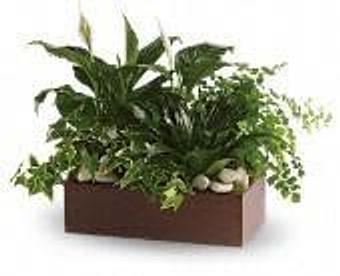 Product - Petals and Leaves in Columbus, OH Shopping & Shopping Services