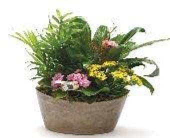 Product - Petals and Leaves in Columbus, OH Shopping & Shopping Services