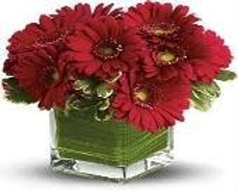 Product - Petals and Leaves in Columbus, OH Shopping & Shopping Services