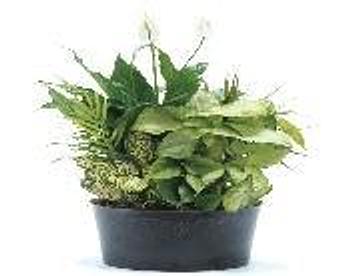 Product - Petals and Leaves in Columbus, OH Shopping & Shopping Services