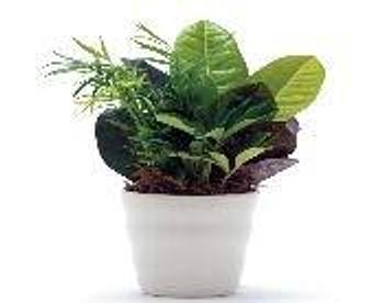 Product - Petals and Leaves in Columbus, OH Shopping & Shopping Services