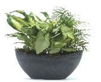 Product - Petals and Leaves in Columbus, OH Shopping & Shopping Services