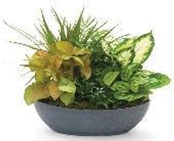 Product - Petals and Leaves in Columbus, OH Shopping & Shopping Services