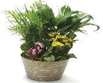 Product - Petals and Leaves in Columbus, OH Shopping & Shopping Services