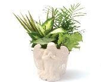 Product - Petals and Leaves in Columbus, OH Shopping & Shopping Services