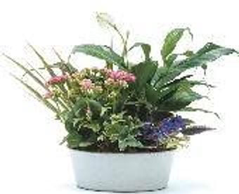 Product - Petals and Leaves in Columbus, OH Shopping & Shopping Services