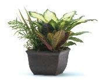 Product - Petals and Leaves in Columbus, OH Shopping & Shopping Services