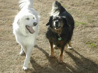 Product: Allison pups love to host and play with their guests.  Bella and George.  George has gone over the Rainbow Bridge to be with other playmates. - Pets Are Inn in Plano, TX Pet Boarding & Grooming