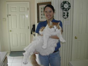 Product: Killer is a Maine Coon weighing in at 28 lbs.  Such a love - Pets Are Inn in Plano, TX Pet Boarding & Grooming