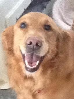 Product - Pets Wishes in Saint James, NY Pet Shop Supplies