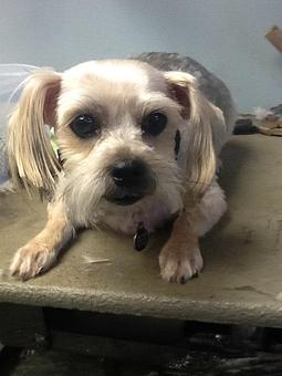 Product - Pets Wishes in Saint James, NY Pet Shop Supplies