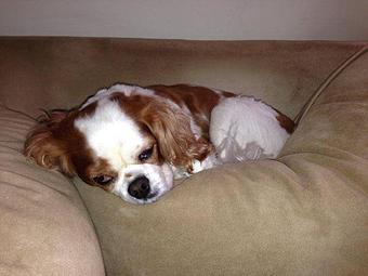 Product - Pitter Pat Pet Care in Ashburn, VA Pet Boarding & Grooming