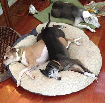 Product - Pitter Pat Pet Care in Ashburn, VA Pet Boarding & Grooming