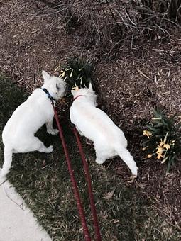 Product - Pitter Pat Pet Care in Ashburn, VA Pet Boarding & Grooming