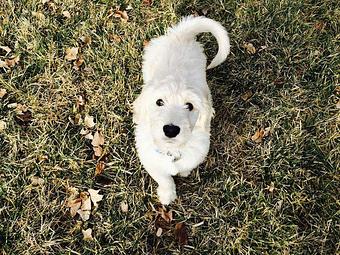 Product: Puppies need extra time and care and we will be there for them. - Pitter Pat Pet Care in Ashburn, VA Pet Boarding & Grooming