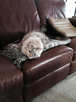 Product - Pitter Pat Pet Care in Ashburn, VA Pet Boarding & Grooming