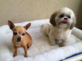 Product - Pooch Sitters in Orange, CA Pet Care Services
