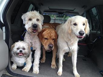 Product - Pooch Sitters in Orange, CA Pet Care Services