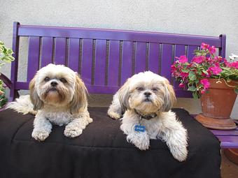 Product - Pooch Sitters in Orange, CA Pet Care Services