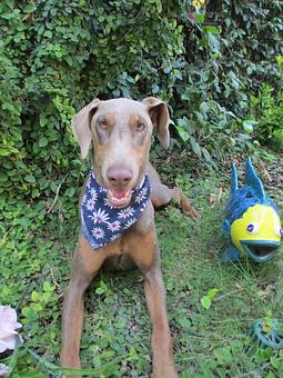 Product - Pooch Sitters in Orange, CA Pet Care Services