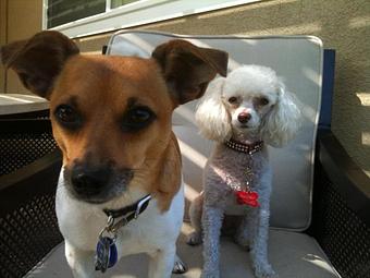 Product - Pooch Sitters in Orange, CA Pet Care Services